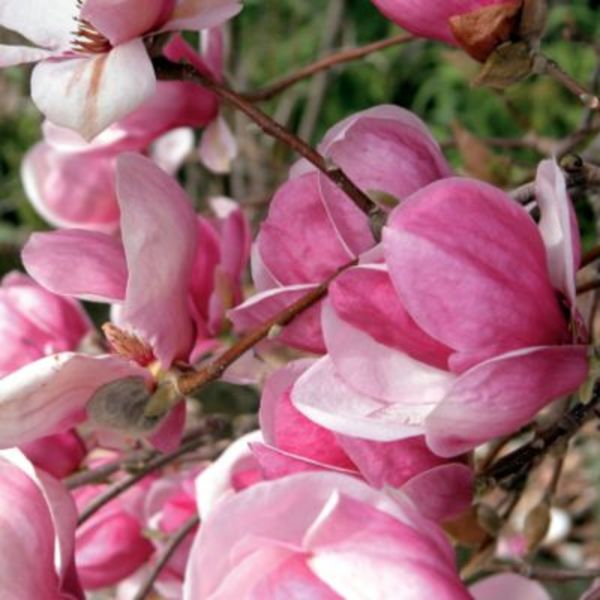 MAGNOLIA RUSTICA RUBRA