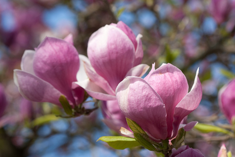 MAGNOLIA RUSTICA RUBRA