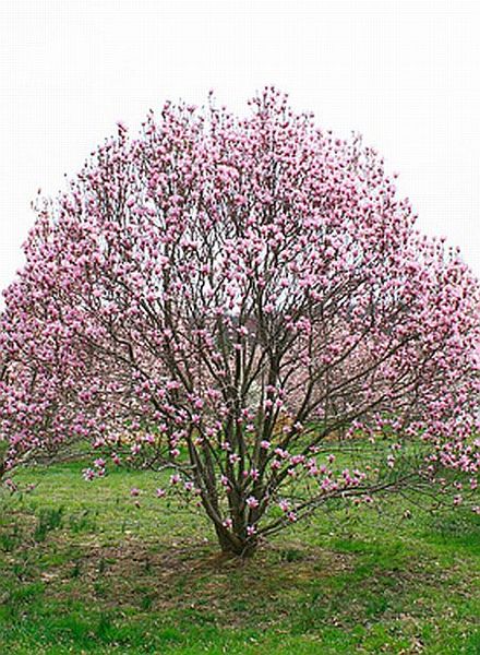 MAGNOLIA RUSTICA RUBRA