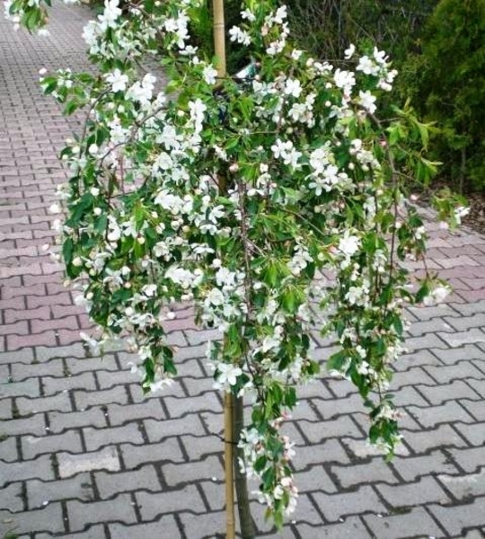 MALUS FONTANA