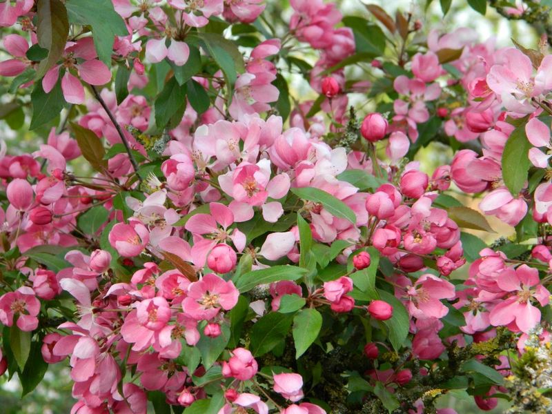 MALUS HOPA