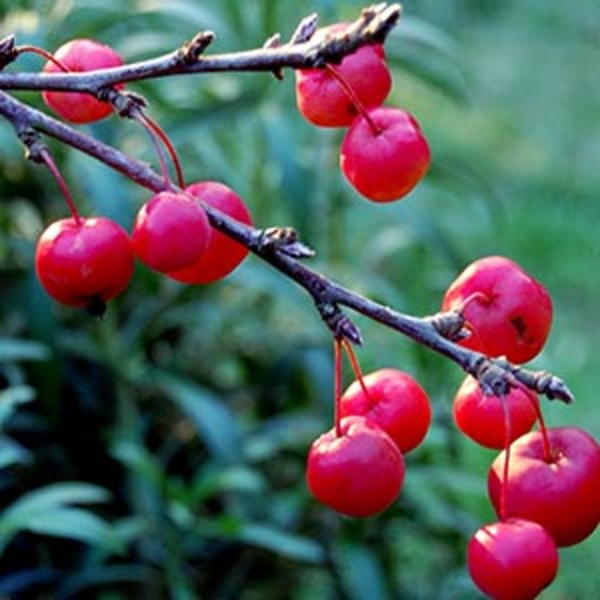 MALUS HOPA