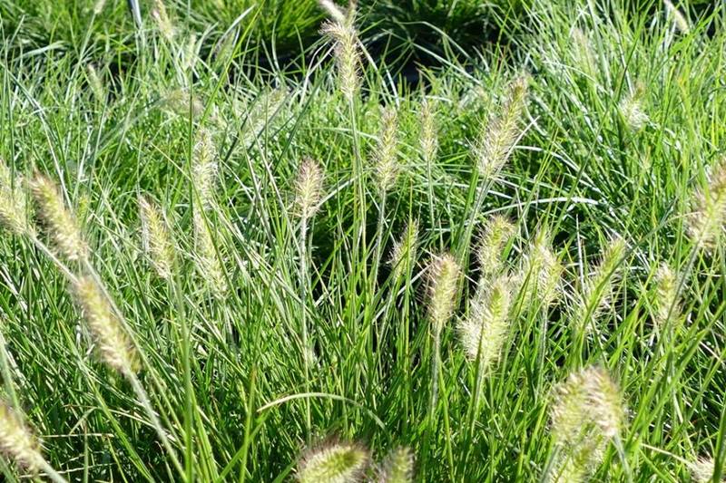 PENNISETUM ALOP. LITTLE BUNNY