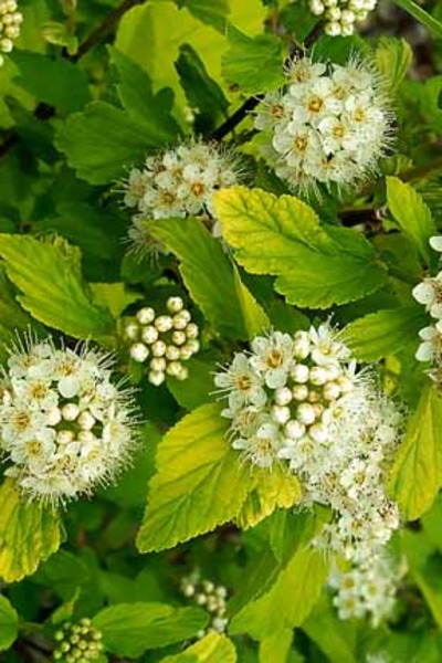 PHYSOCARPUS OPUL. LUTEUS