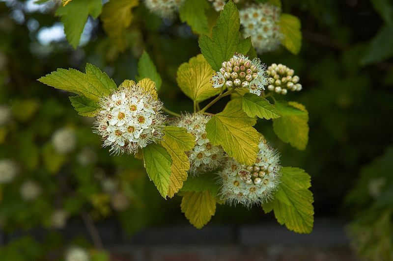 PHYSOCARPUS OPUL. LUTEUS