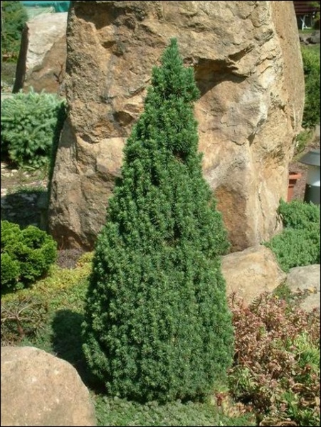 PICEA GLAUCA CONICA