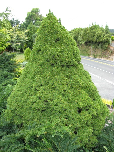 PICEA GLAUCA CONICA