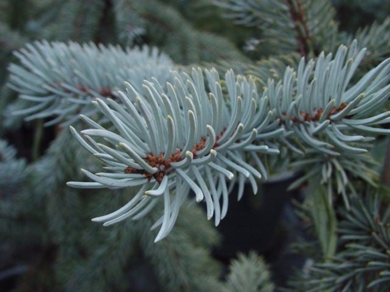 PICEA PUNGENS HOOPSII