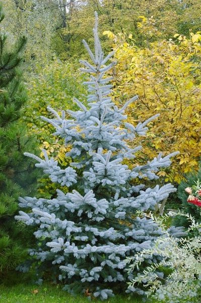 PICEA PUNGENS HOOPSII