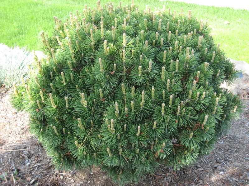 PINUS MUGO GNOM