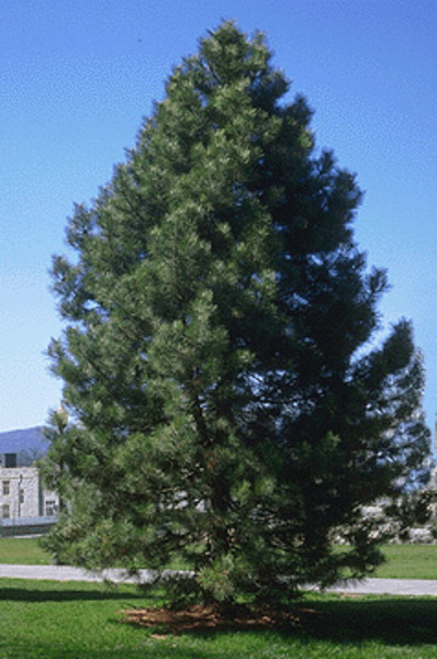 PINUS NIGRA