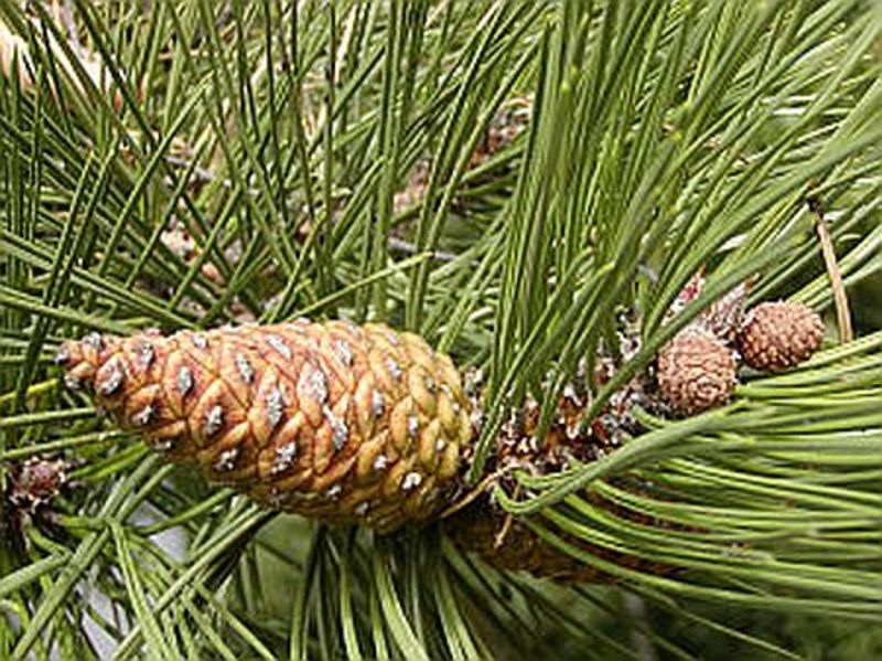 PINUS NIGRA