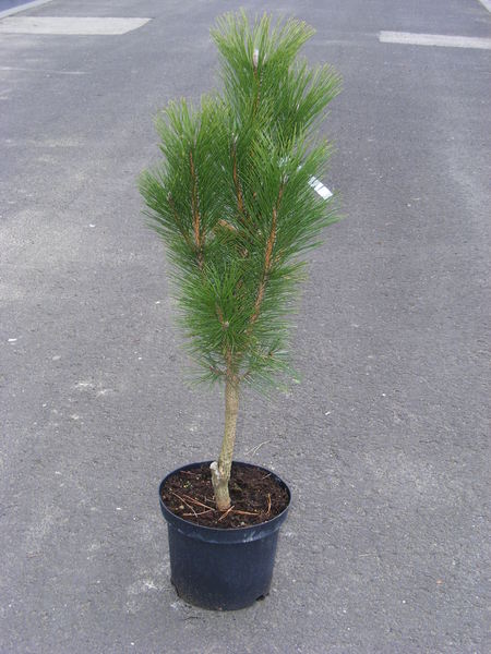 PINUS NIGRA FASTIGIATA