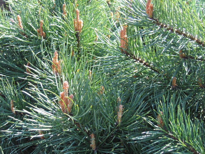 pinus