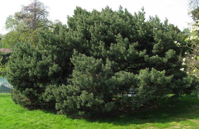 pinus