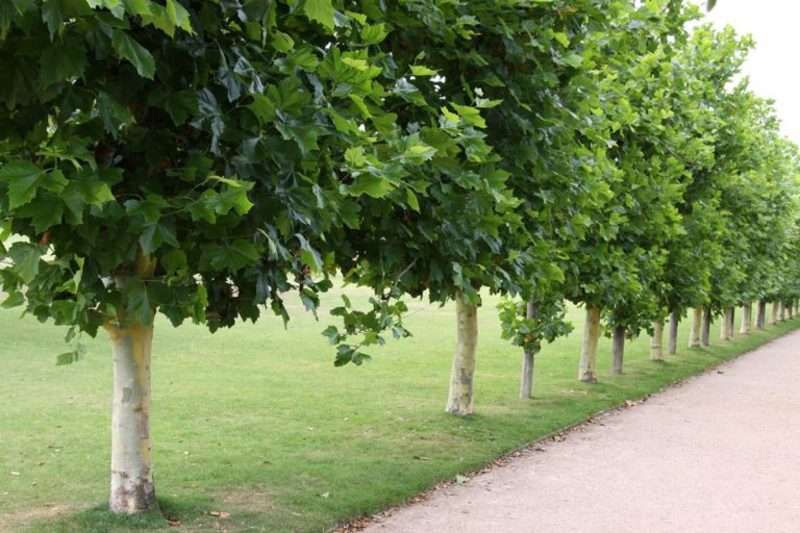 PLATANUS ACERIFOLIA