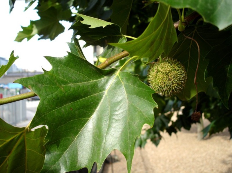 PLATANUS ACERIFOLIA