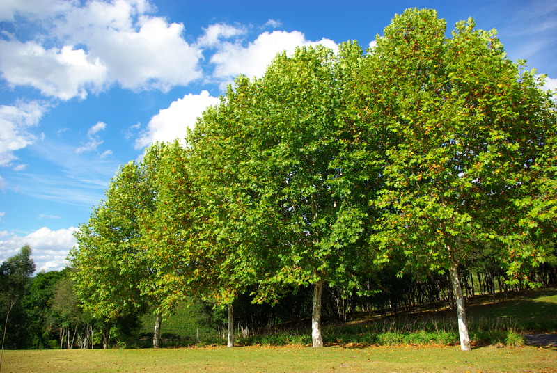 PLATANUS ACERIFOLIA