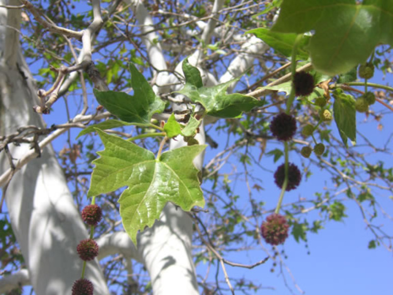 PLATANUS ACERIFOLIA