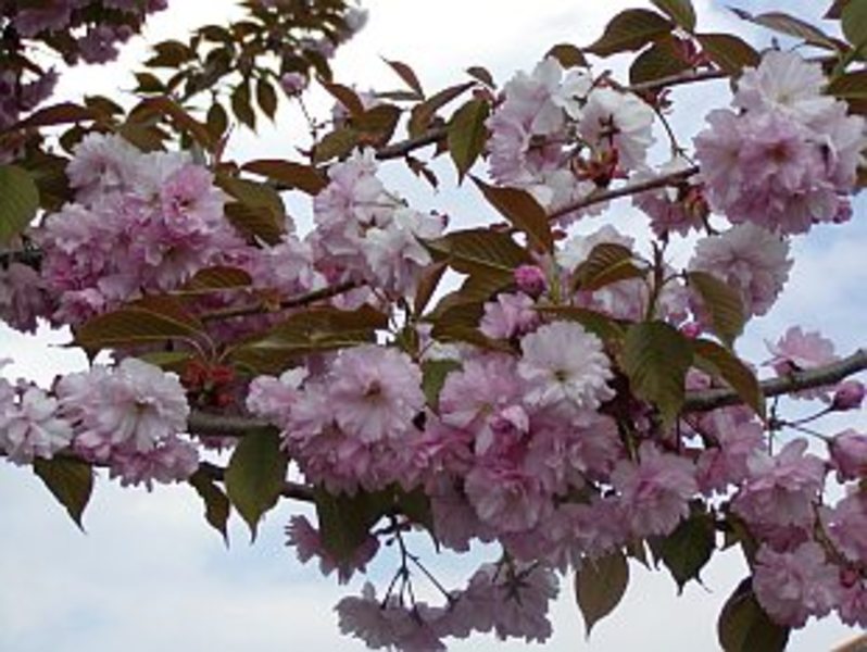 PRUNUS SERR. KANZAN