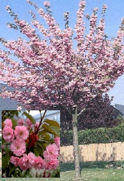 PRUNUS SERR. KANZAN