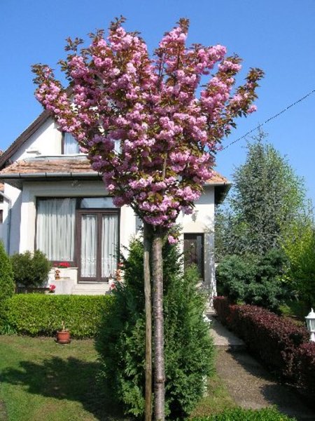 PRUNUS SERR. KANZAN