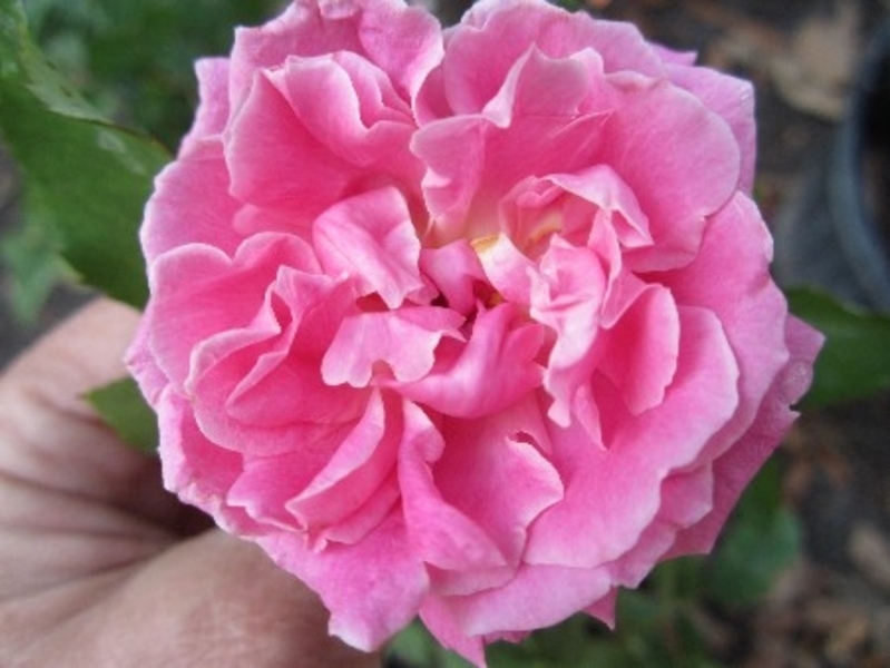 ROSA BERMUDA