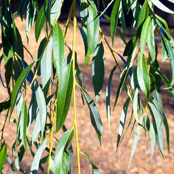 SALIX ALBA TRISTIS