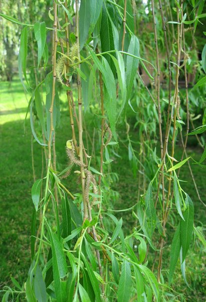 SALIX ALBA TRISTIS