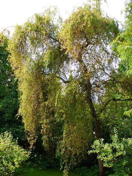 SALIX ERYTHROFLEXUOSA