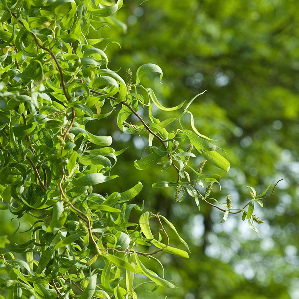 SALIX ERYTHROFLEXUOSA