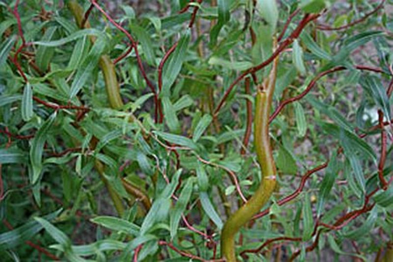 SALIX ERYTHROFLEXUOSA