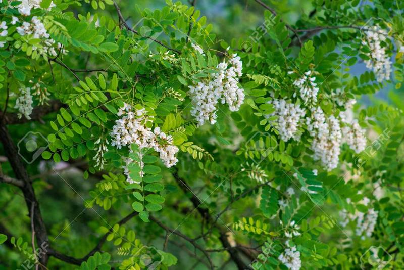 SOPHORA JAPONICA