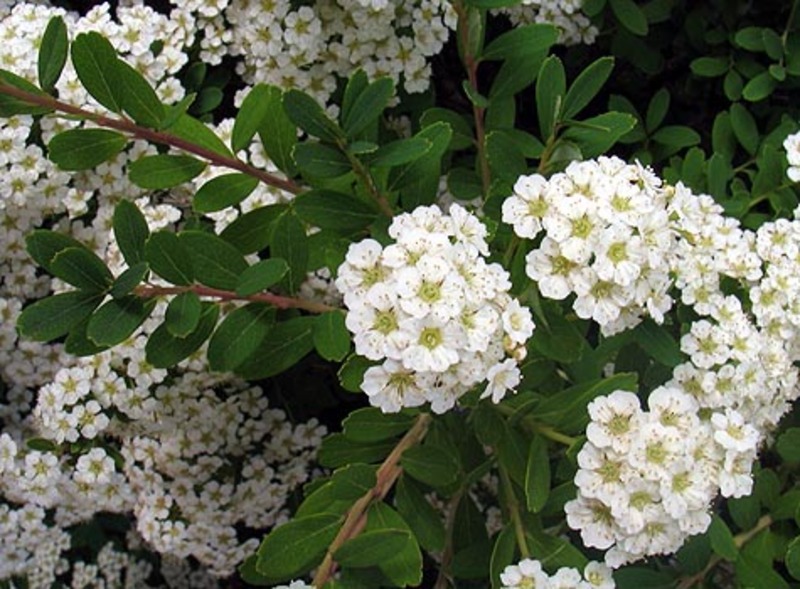 SPIRAEA NIPP. SNOWMOUND