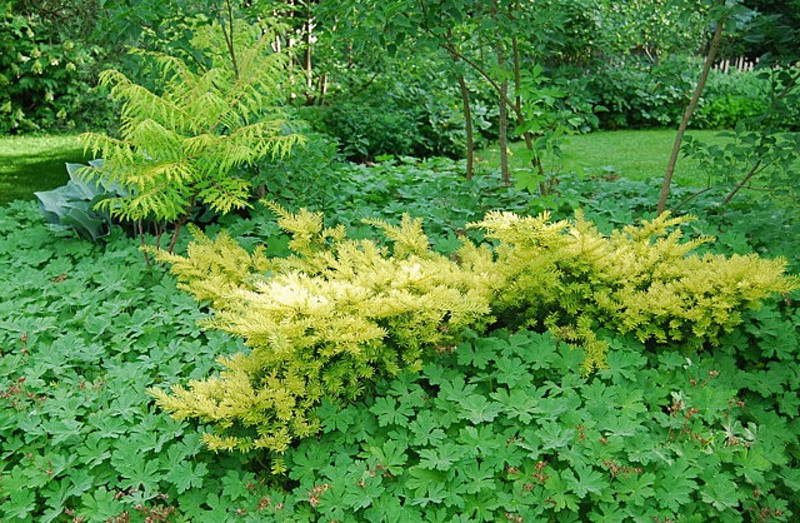 TAXUS BACC. REPANDENS AUREA