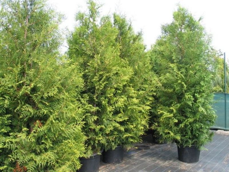 THUJA OCC. BRABANT