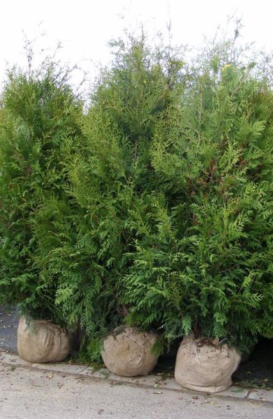 THUJA OCC. BRABANT