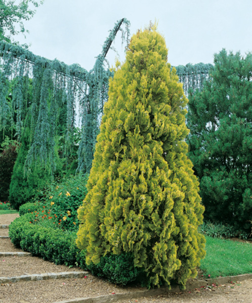 THUJA OR. PYRAMIDALIS AUREA