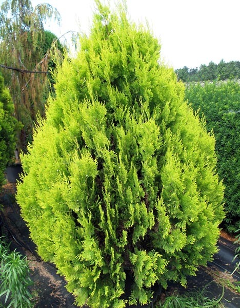 THUJA OR. PYRAMIDALIS AUREA