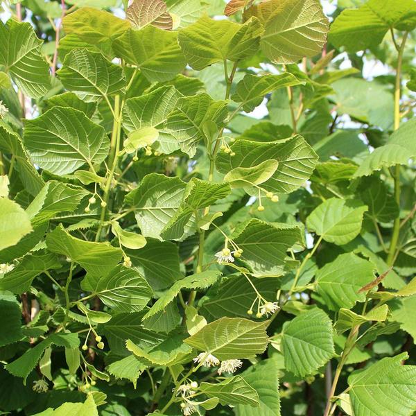 TILIA CORDATA GREENSPIRE