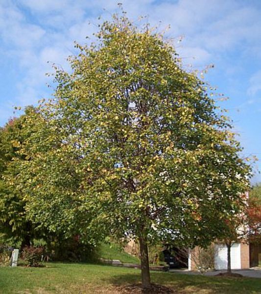 TILIA CORDATA GREENSPIRE