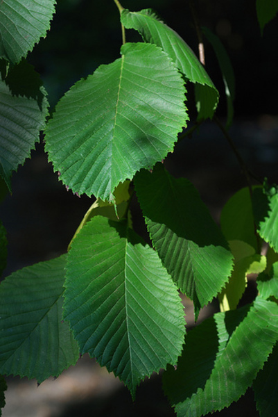 ULMUS GLABRA CAMPERDOWNII