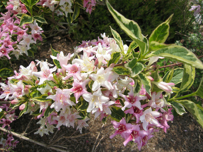 WEIGELA FLORIDA VARIEGATA