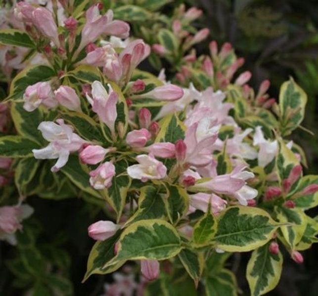 WEIGELA FLORIDA VARIEGATA