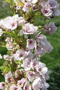 PRUNUS SERR. AMANOGAWA K13   200/250 OSZLOPOS JAPÁN DÍSZCSERESZNYE