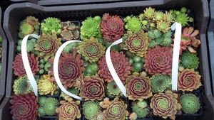 SEMPERVIVUM MIX LÁDA 40DB CS7 KÖVIRÓZSA MIX