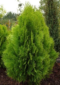 THUJA OR. BERKMANNI K2   30/40 KELETI TUJA BERKMANNI